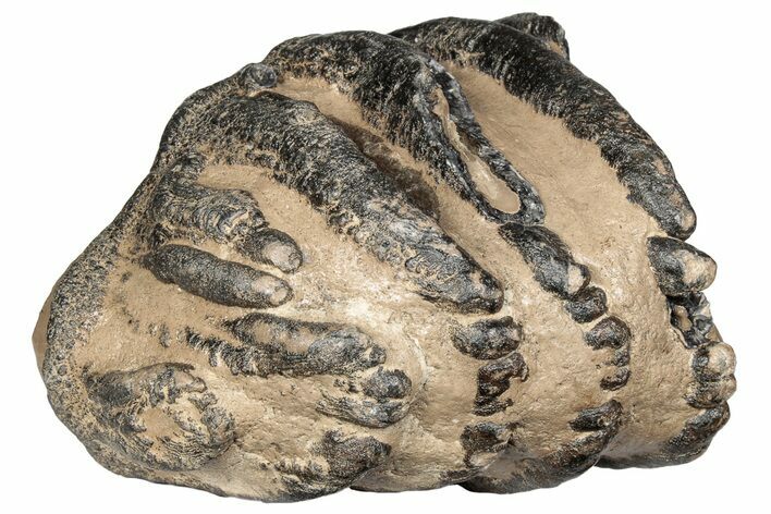 5.3" Partial Southern Mammoth Molar - Hungary